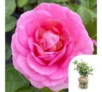 Harkness Roses Rose 'Special Mum' in a 4L pot Gift Wrapped