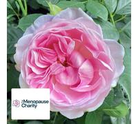 Harkness Roses Rose 'The Menopause Charity' in a 4L pot