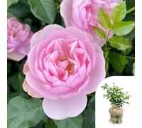 Harkness Roses Rose 'To My Wonderful Wife' in a 4L pot Gift Wrapped