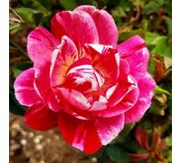 Harkness Roses Rosemary's Rose, Climbing Repeat Flowering Scarlet Striped Established 4 Litre Pot Garden Trellis