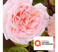 Harkness Roses 'The Elton John Rose' Bare Root