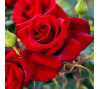 Harkness Roses 'The Prince's Trust' Rose, Set of Two Bare Root Roses, Ready to Plant Climbing Roses for Scarlet Red Garden Flowers, Plant in Pots, Beds, or Borders