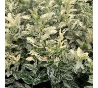 Harlequin Evergreen Bittersweet Shrub Plant Euonymus Fortunei 2L Pot Plant Theory Green One Size