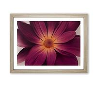 Harmonious Daisy Flower Framed Print | A2 Oak Framed Wall Art | Ready to Hang | Modern Floral Picture | Living Room Bedroom Lounge Office