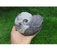 Harpoceras Ammonite Fossil Jurassic Fossils Fossils from Morocco Fossil Rock Ammonites Fossil A365