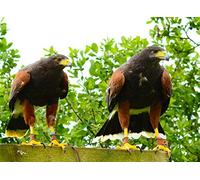 Harris Hawk Bird of Prey Blank Greeting Card
