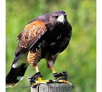 Harris Hawk Bird of Prey Greeting Card - Square