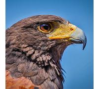 Harris Hawk Bird of Prey Greeting Card Square - Gift Idea Special Occasion Blank Inside with Envelope Premium Unique Design Quality Included UK Designed Thoughtful