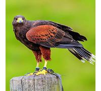 Harris Hawk Bird of Prey Greeting Card Square - Gift Idea Special Occasion Blank Inside with Envelope Premium Unique Design Quality Included UK Designed Thoughtful