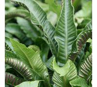Hart's Horse Tongue Fern Asplenium Scolopendrium Outdoor Ferns Plant 2L Pot Plant Theory Green One Size