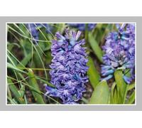 Harvard Radcliffe Orchestra - Beethoven's Symphony No. 9 "Choral"