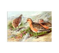 Hau3sh3a Canvas Art Print by Archibald Thorburn A Trio of Knots Pictures of Birds on Canvas Giclee Wall Decor Vintage Animal Paintings for Living Room45x30cm(18x12in) Frameless