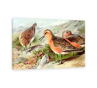 Hau3sh3a Canvas Art Print by Archibald Thorburn A Trio of Knots Pictures of Birds on Canvas Giclee Wall Decor Vintage Animal Paintings for Living Room45x30cm(18x12in) Framed