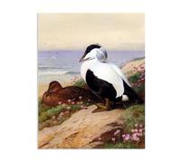 Hau3sh3a Canvas Art Print by Archibald Thorburn Common Eider Ducks Pictures of Birds on Canvas Giclee Wall Decor Vintage Animal Paintings for Living Room105x80cm(41x31in) Frameless