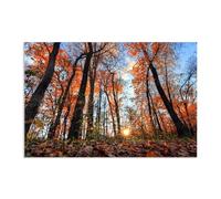 Hau3sh3a Fall Forest Canvas Wall Art Sunlight through the yellow forest Picture Wall Decor Autumn Trees Painting Nature Landscape Pictures Gift Bedroom Office Home Decor75x50cm(30x20in) Frameless