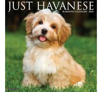 Havanese 2025 Wall