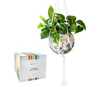 Havenstone Home Hanging Disco Ball Planter 8" - Macrame Plant Hanger for Indoor Plants, Home Décor & Room Décor with Cotton Rope