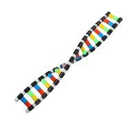 HAWILLOSCH Dna Model Double Helix Structure Kit for Science Education Interactive Molecular Model Decor Removable Components for Enhanced Learning Experience