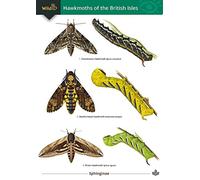 Hawkmoths of the British Isles (WildID)