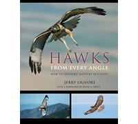 Hawks from Every Angle - How to Identify Raptors In Flight