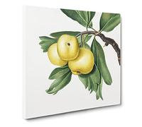 Hawthorn Apple Tree by Giorgio Gallesio Vintage Canvas Wall Art Print Ready to Hang, Framed Picture for Living Room Bedroom Home Office Décor, 14x14 Inch (35x35 cm)