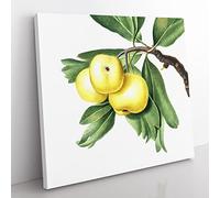 Hawthorn Apple Tree by Giorgio Gallesio Vintage Canvas Wall Art Print Ready to Hang, Framed Picture for Living Room Bedroom Home Office Décor, 35x35 cm (14x14 Inch)