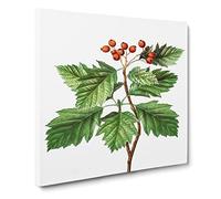 Hawthorn Berry Tree by Pierre Joseph Redoute Vintage Canvas Wall Art Print Ready to Hang, Framed Picture for Living Room Bedroom Home Office Décor, 20x20 Inch (50x50 cm)