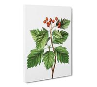 Hawthorn Berry Tree By Pierre Joseph Redoute Vintage Canvas Wall Art Print Ready to Hang, Framed Picture for Living Room Bedroom Home Office Décor, 20x14 Inch (50x35 cm)