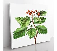 Hawthorn Berry Tree by Pierre Joseph Redoute Vintage Canvas Wall Art Print Ready to Hang, Framed Picture for Living Room Bedroom Home Office Décor, 35x35 cm (14x14 Inch)