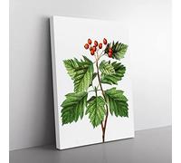 Hawthorn Berry Tree By Pierre Joseph Redoute Vintage Canvas Wall Art Print Ready to Hang, Framed Picture for Living Room Bedroom Home Office Décor, 50x35 cm (20x14 Inch)