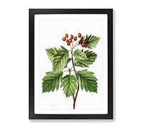 Hawthorn Berry Tree By Pierre Joseph Redoute Vintage Framed Wall Art Print, Ready to Hang Picture for Living Room Bedroom Home Office Décor, Black A3 (34 x 46 cm)