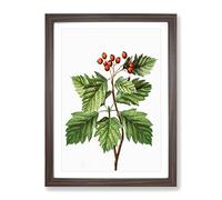 Hawthorn Berry Tree By Pierre Joseph Redoute Vintage Framed Wall Art Print, Ready to Hang Picture for Living Room Bedroom Home Office Décor, Walnut A3 (34 x 46 cm)