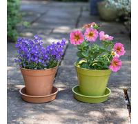 Haxnicks Bamboo Plant Saucer Twin Pack 4In / 10Cm Sage Green 10 Pack Sustainable And Reusable