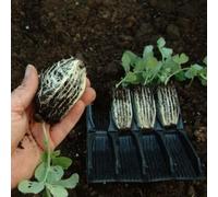 Haxnicks Compact Rootrainers Compact Rapid Rootrainers00