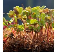 Haxnicks Microgreens Growing Mats, 33 x 18 cm, Hemp Fibre, Natural Latex, Biodegradable