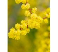 Hayloft Acacia Dealbata - Blue Wattle 1 X 9Cm Pot