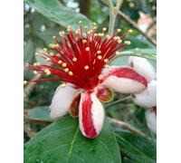 Hayloft Acca Sellowiana - Pineapple Guava - Supplied In 9Cm Pot