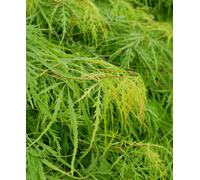 Hayloft Acer Palmatum Dissectum Emerald Lace - 1 X 9Cm Pots