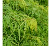 Hayloft Acer Palmatum Dissectum 'emerald Lace' 3 X 9Cm Pots