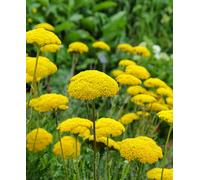 Hayloft Achillea Cloth Of Gold - 1 X 9Cm Pot
