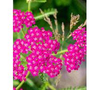 Hayloft Achillea Millefolium 'cerise Queen' 1 X 9Cm Pot