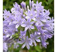 Hayloft Agapanthus Africanus Glen Avon 1 X 9Cm Pot