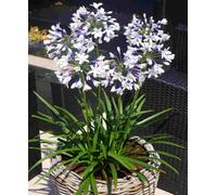 Hayloft Agapanthus Africanus Glen Avon 3 X 9Cm Pots