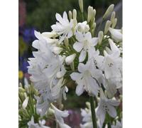 Hayloft Agapanthus Arctic Star 1 X 9Cm Pot