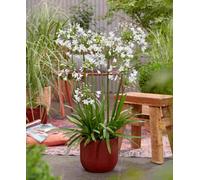 Hayloft Agapanthus Fire Works (African Lily) - 3 X 9Cm Pot