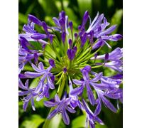 Hayloft Agapanthus Poppin Purple - African Lily In A 9Cm Pot