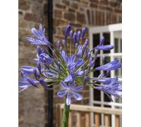 Hayloft Agapanthus Tornado - Stripy Petalled African Lily Supplied In A 9Cm Pot