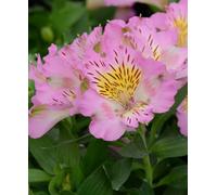 Hayloft Alstroemeria Majestic Marce - 3 X 9Cm Pots