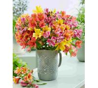 Hayloft Alstroemeria Nursery Favourite Collection - 3 In 9Cm Pots