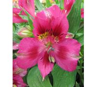Hayloft Alstroemeria Pitchoune 'lola'- 3 X 9Cm Pots